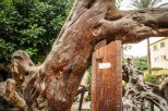 Photo: Shangyun shen, graffitis on the dead trunk of the Virgin Tree
